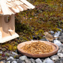 10 liter Lyra Pet® meelwormen in een design emmer