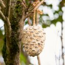 3 x 4 Stk. Lyra Pet® Riesenzapfen