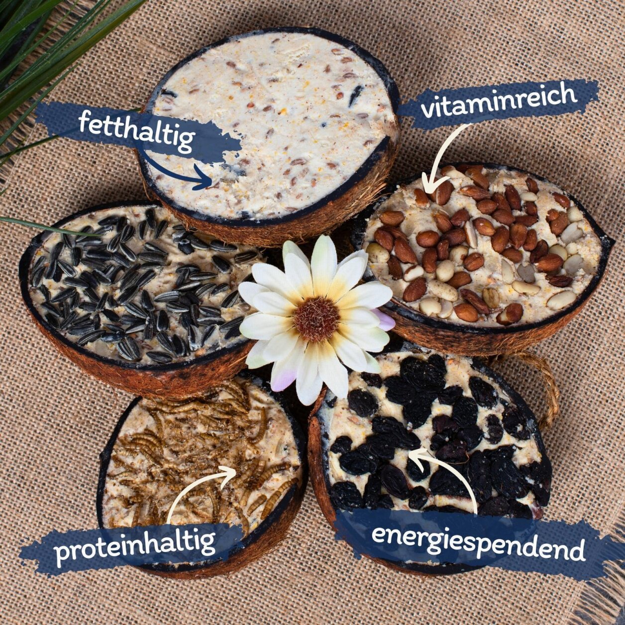Lyra Pet® Halbe Kokosnuss gefüllt mit Topping