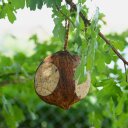 3 x 4 Stk. Lyra Pet® Gefüllte Kokosnuss mit Löchern