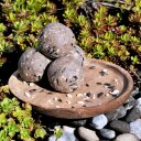 200 Stk. Lyra Pet® Gourmet Meisenknödel ohne Netz à 80 g