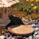 10 kg Lyra Pet® Hirse weiß gelb lose