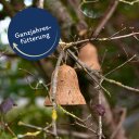 8 Stk. Lyra Pet® Protein Boost Futterglocke mit Mehlwürmern