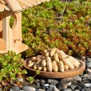 10 kg Lyra Pet® Erdnusskerne in Schoten B-Ware