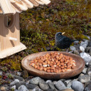 25 kg Lyra Pet® Erdnusskerne mit Haut B-Ware