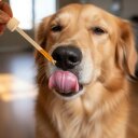 3 x 500 ml Lecker.Pet® Barfers Solution 100 % Lachsöl für Hunde & Katzen