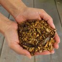 1 - 10 kg Lyra Pet® Protein Boost Insect Mix - met meelwormen, garnalen & sprinkhanen