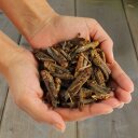 1 - 10 kg Lyra Pet® Sauterelles séchées