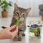 200 g - 5 kg Lyra Pet® Herbe à chat en bâtonnets lyophilisée
