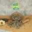10 kg Lyra Pet® Sonnenblumenkerne Mix
