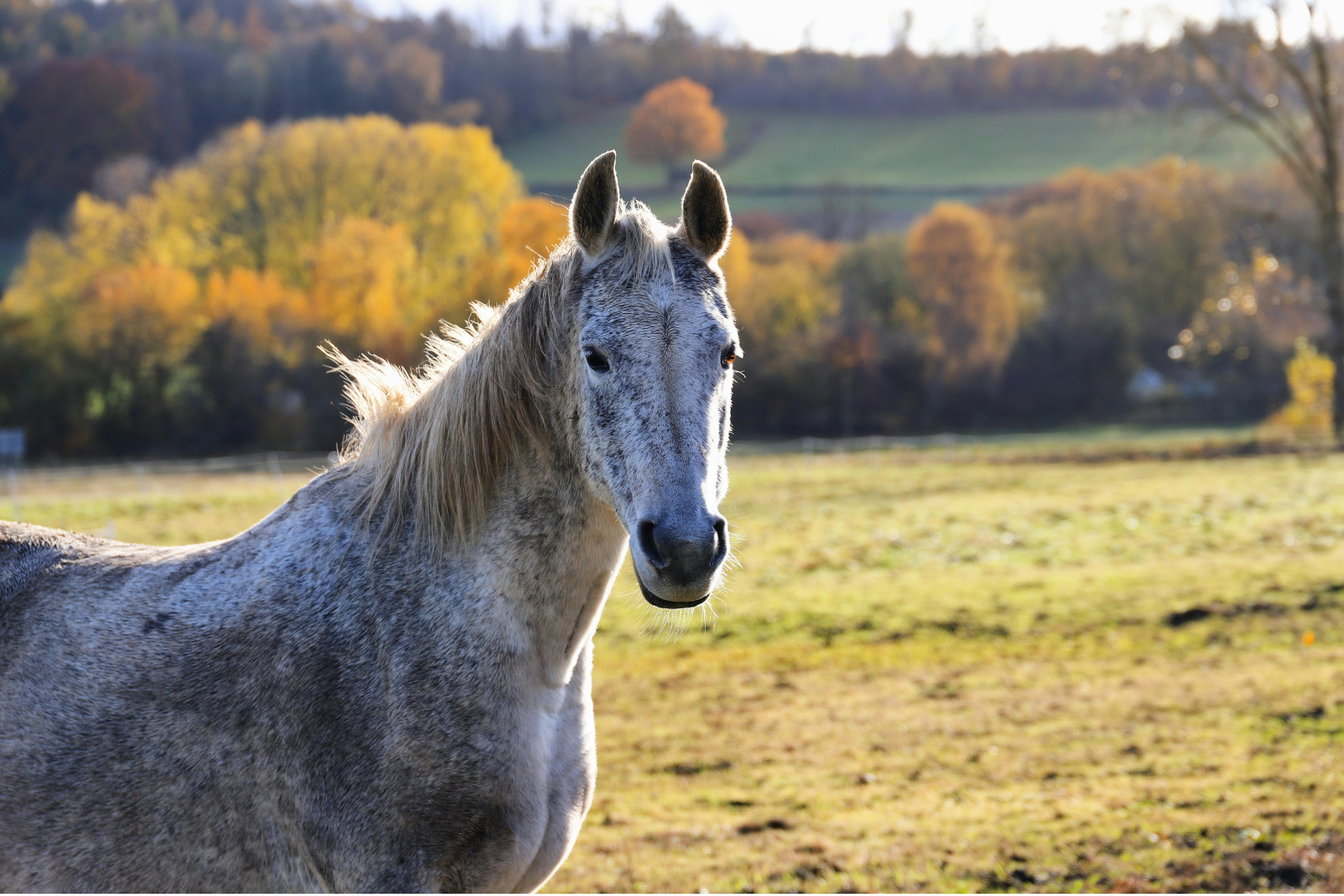 Pferd steht auf einer Weide im Herbst. Bäume im Hintergrund