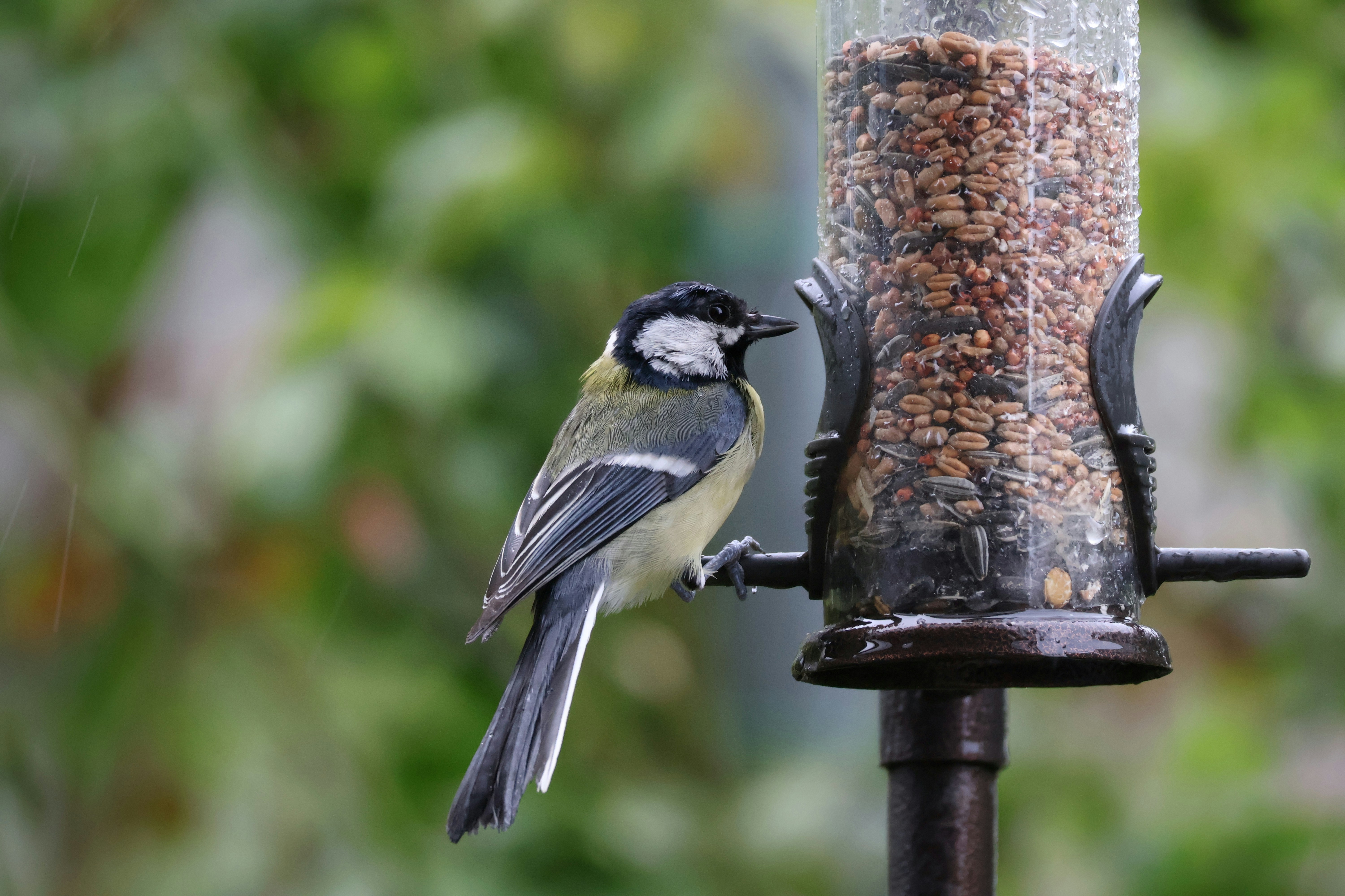 vogel am futter