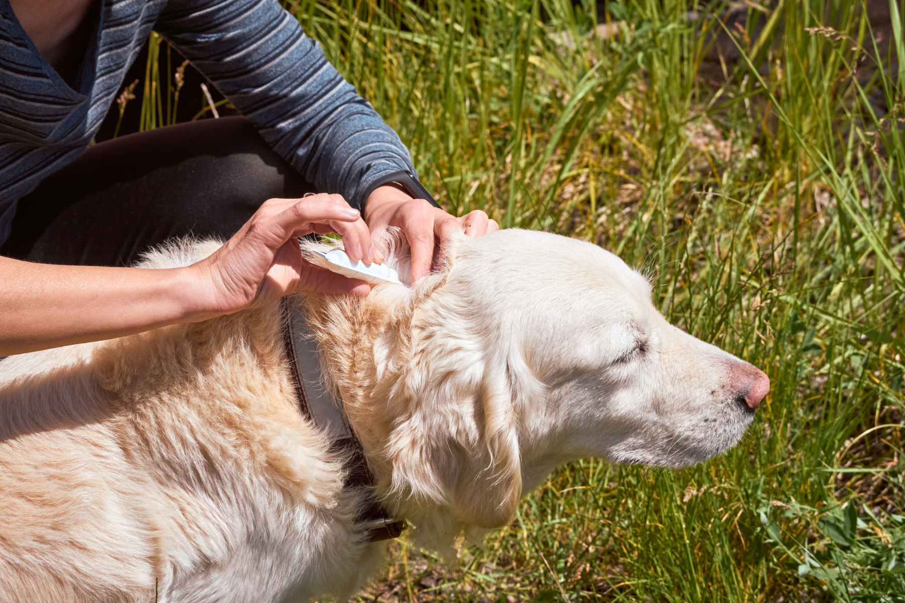 Person behandelt Hund mit Spot On gegen Zecken