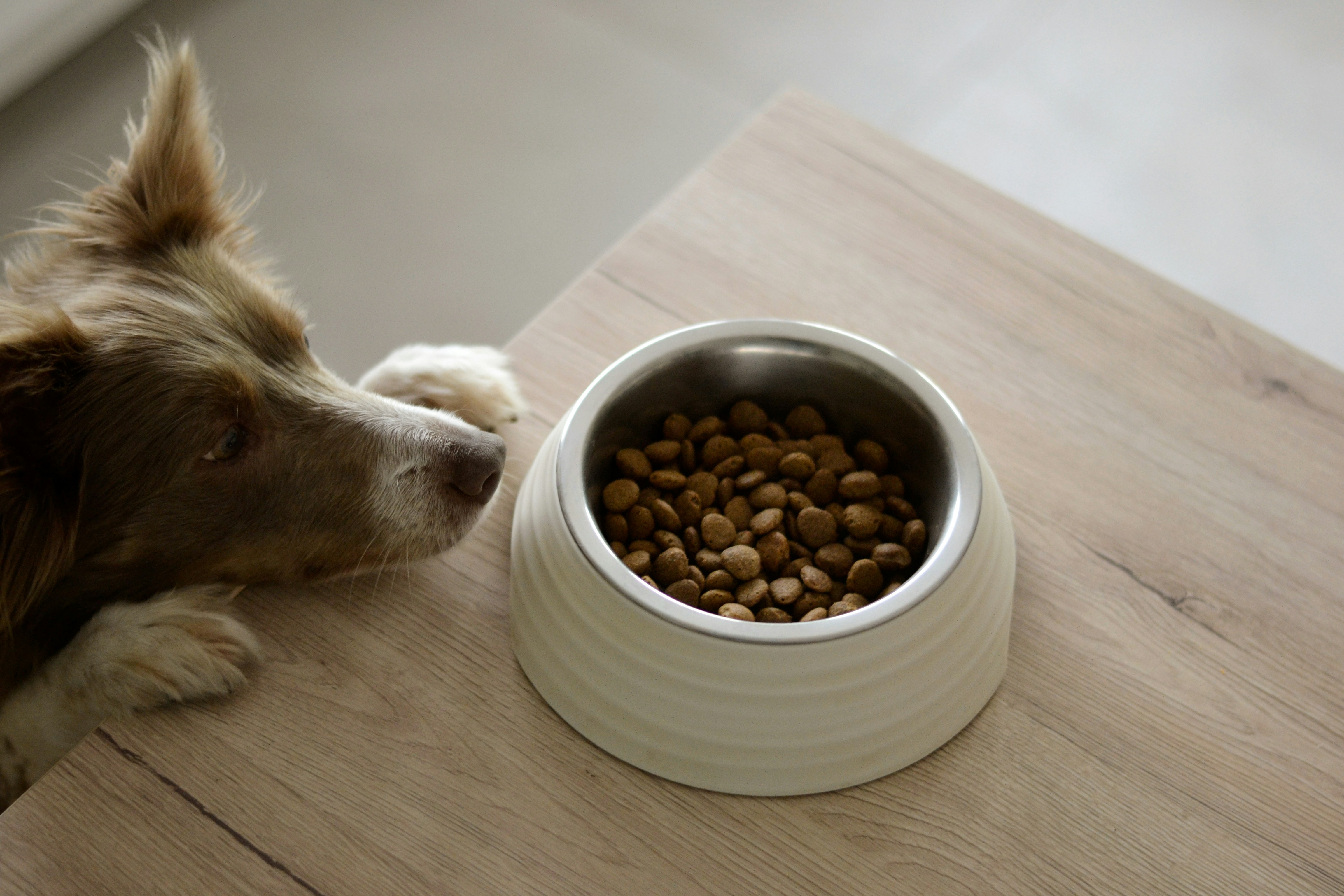 hund vor futter napf