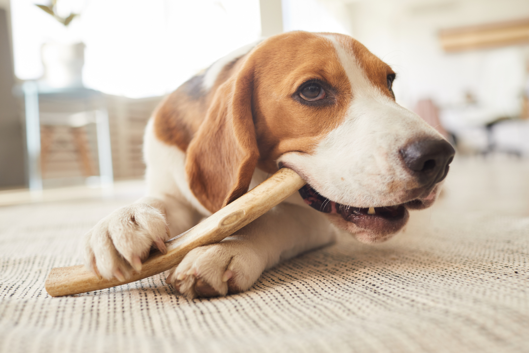 Beagle liegt auf Boden und kaut Kauknochen, um Zähne zu reinigen
