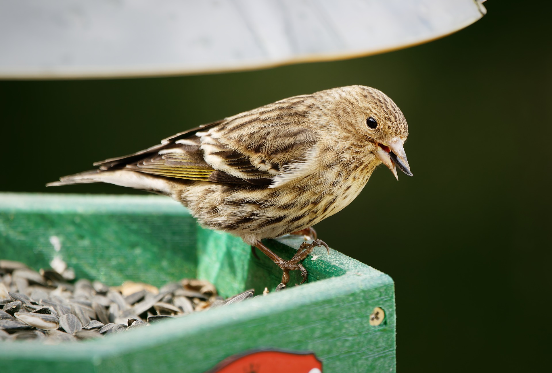 Kleiner Vogel in der Natur