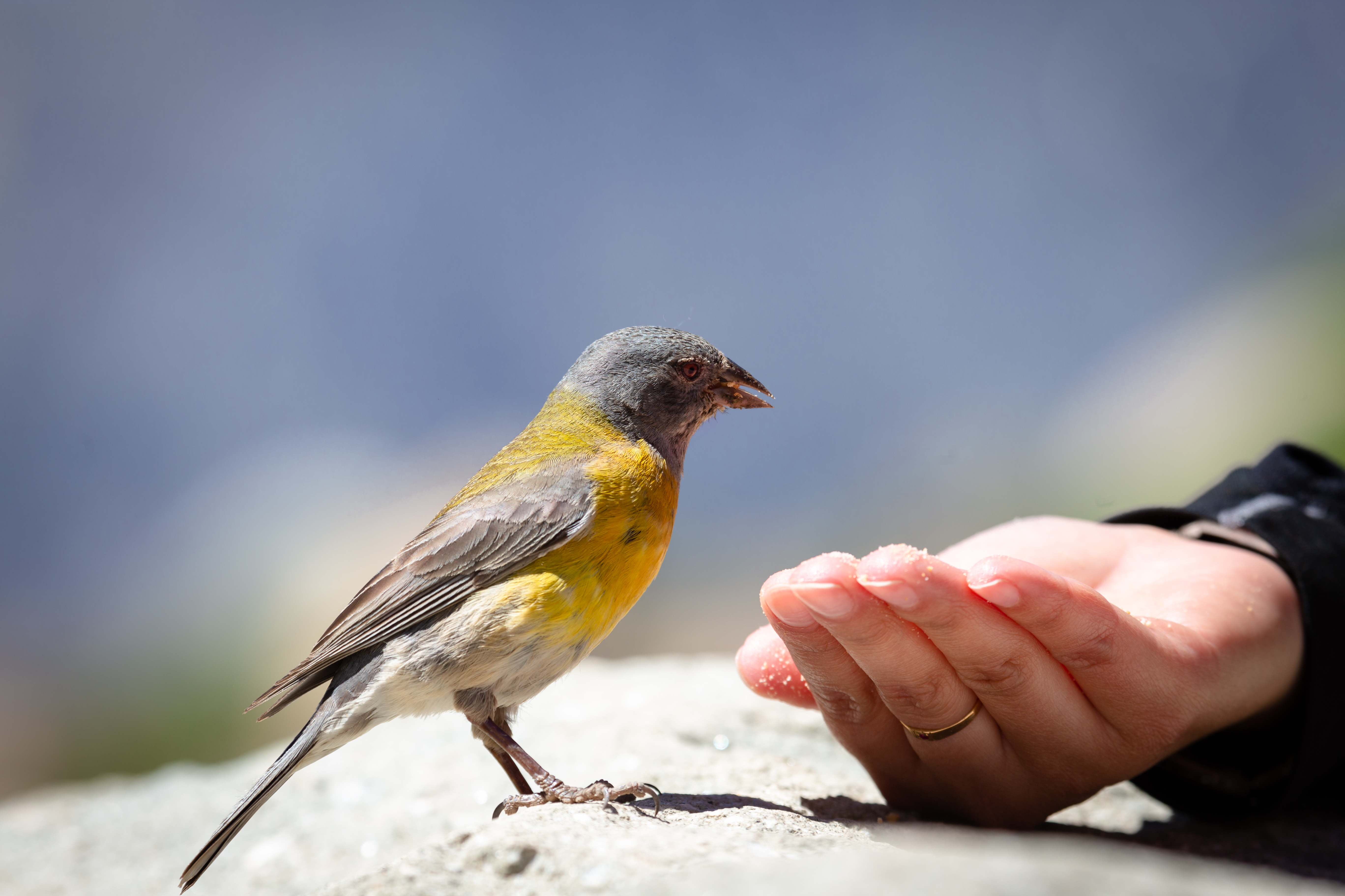 vogel wird gefüttert