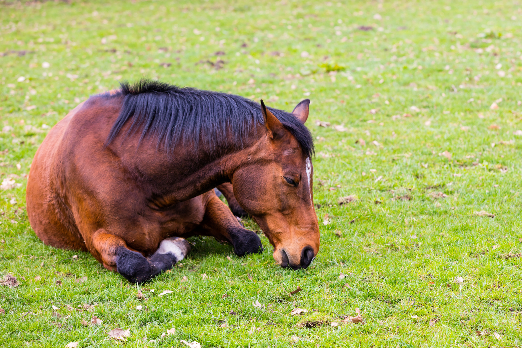 Braunes Pferd liegt auf der Wiese und hat Schmerzen