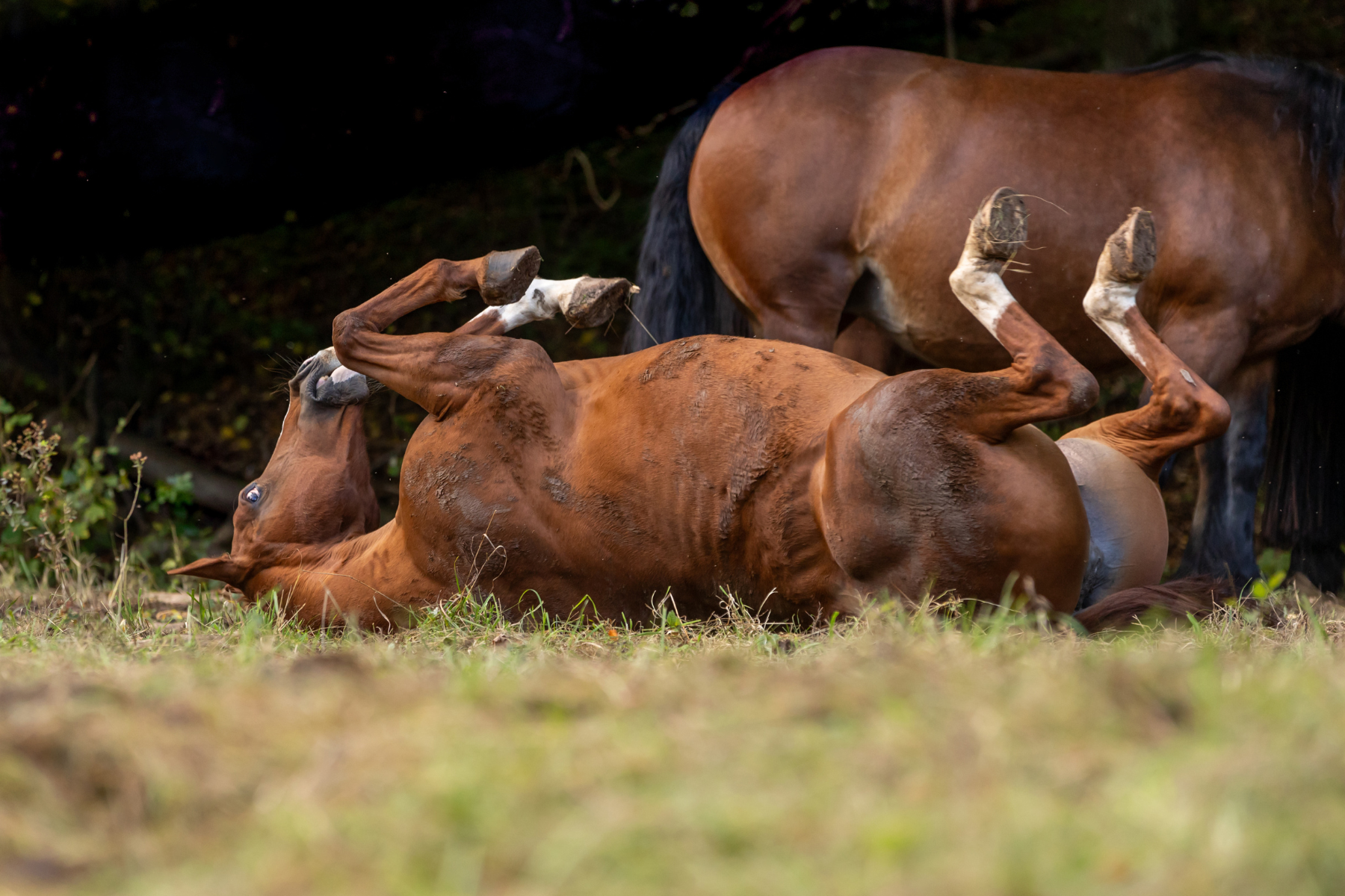 Braunes Pferd mit beginnender Kolik wälzt sich auf Weide