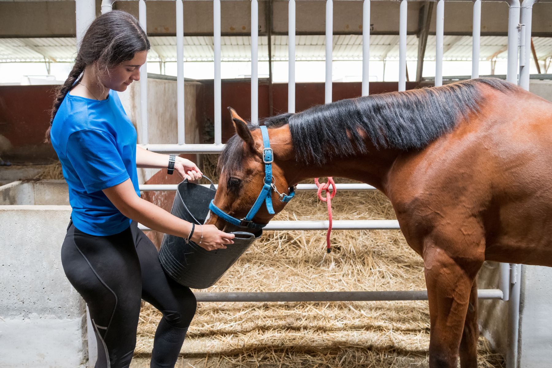 Frau in Reitkleidung füttert Pferd aus einem Eimer