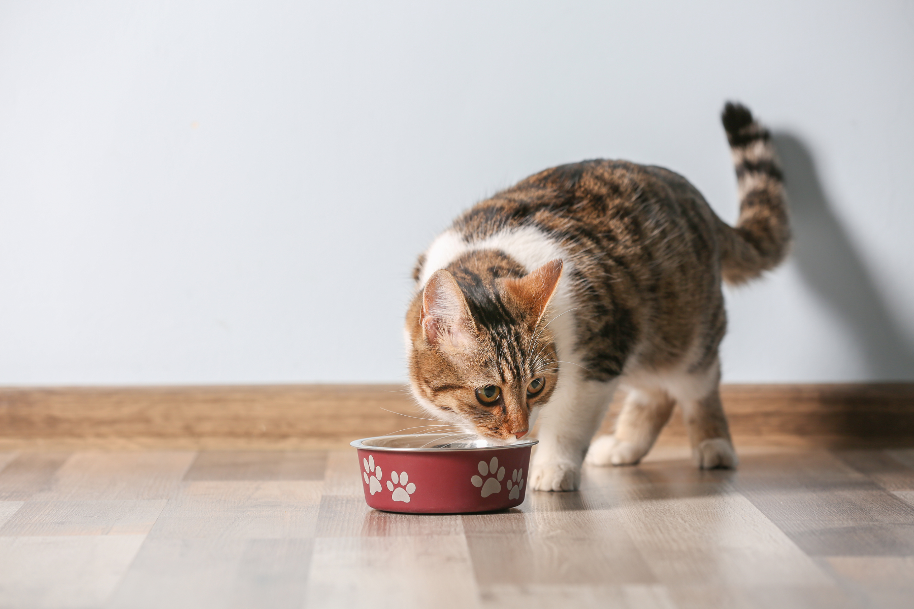 Getigerte Katze steht im Raum und riecht an einem Futternapf