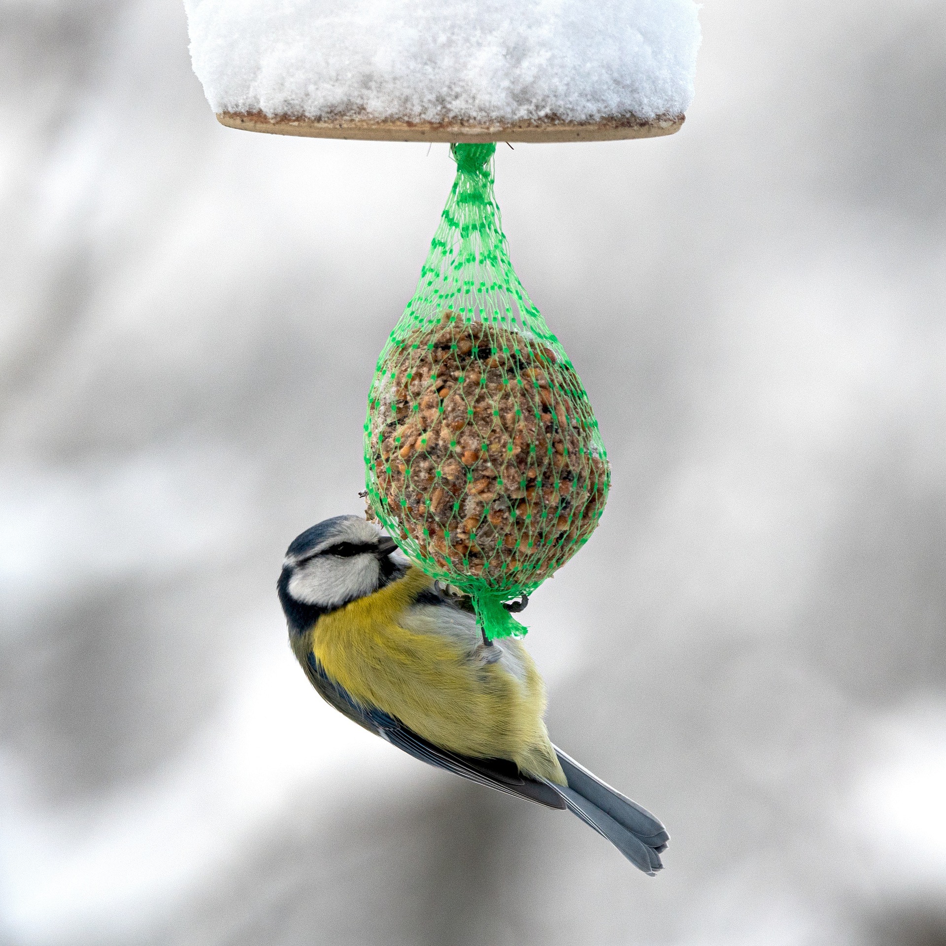 vogel mit meisenknödel