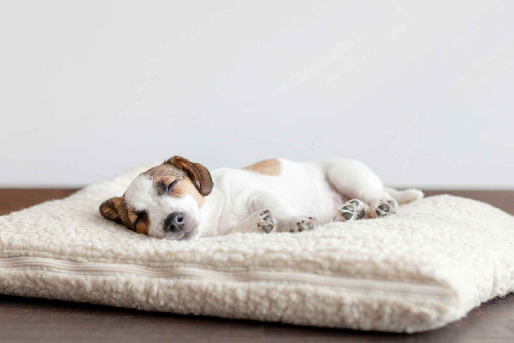 Hund in Hundebett ohne Flöhe