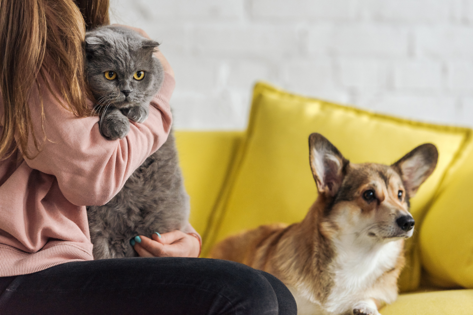 Frau hält Katze auf dem Arm. Hund sitzt auf dem Sofa daneben