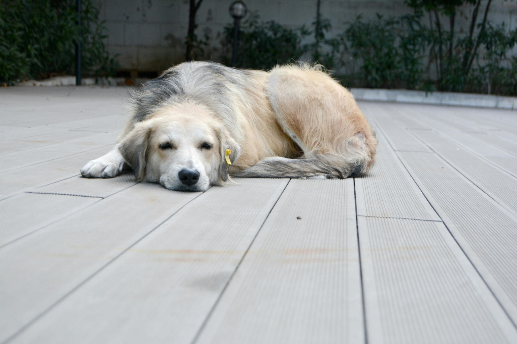 Hund liegt auf Boden und fühlt sich krank