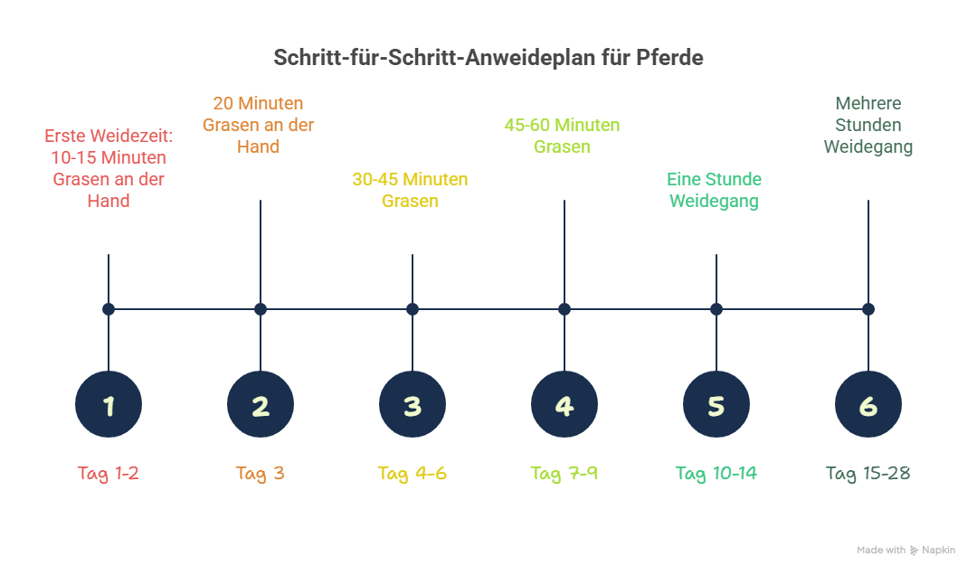 Anweide-Plan um Pferde angrasen: Schritt für Schritt