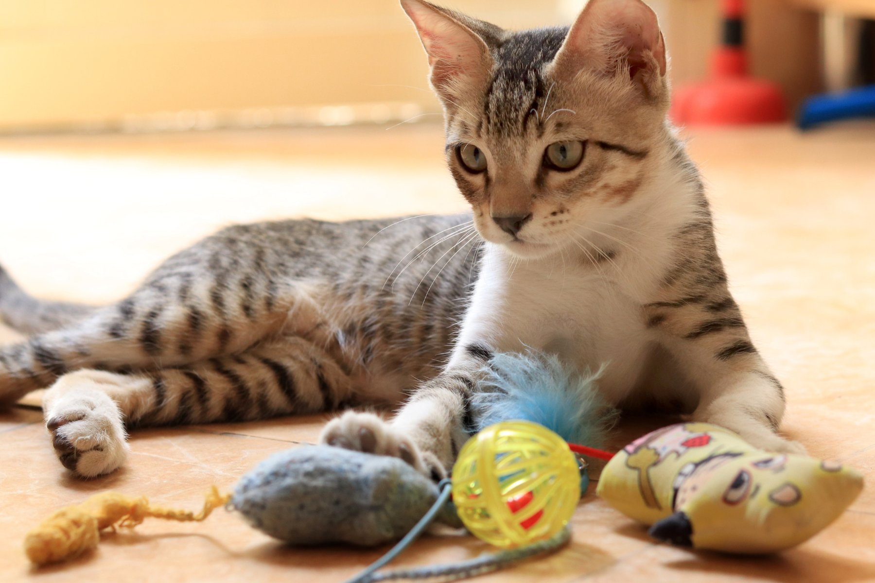 Junge Katze, die mit Spielmäusen spielt