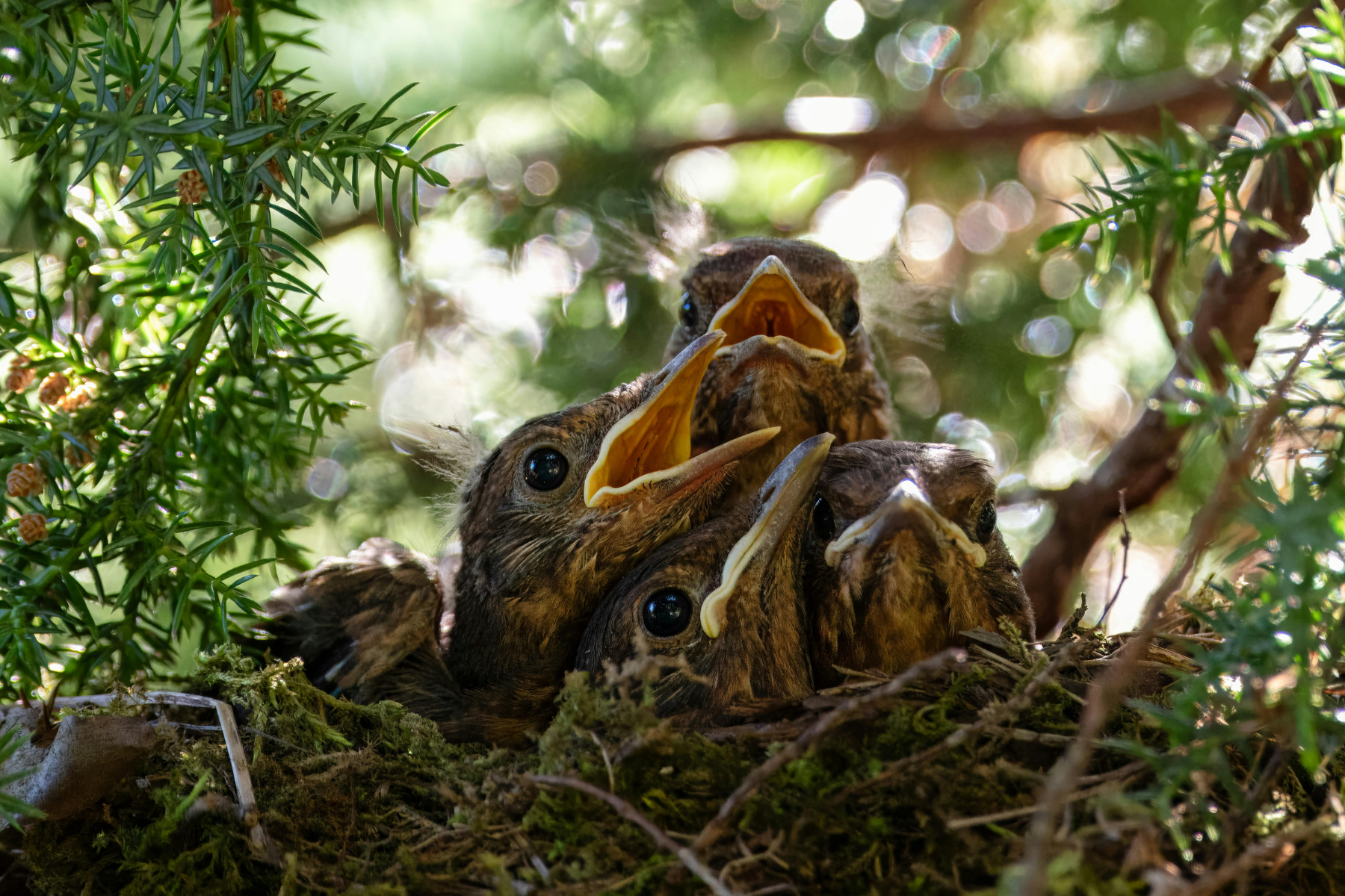 Junge Amselküken sitzen zusammen im Nest und warten auf Futter von ihren Eltern