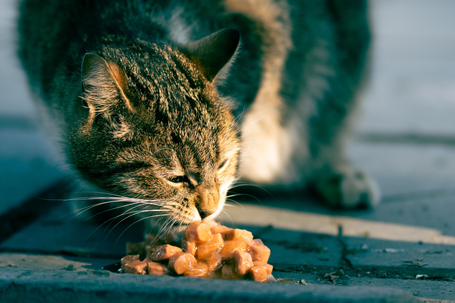 Getigerte Katze frisst Nassfutter von Boden