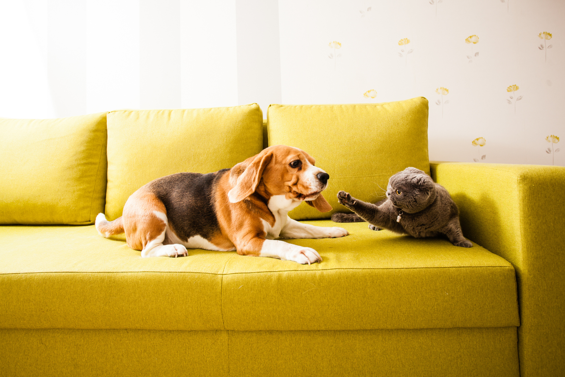 Hund und Katze auf dem Sofa. Katze kratzt Hund mit Pfote.