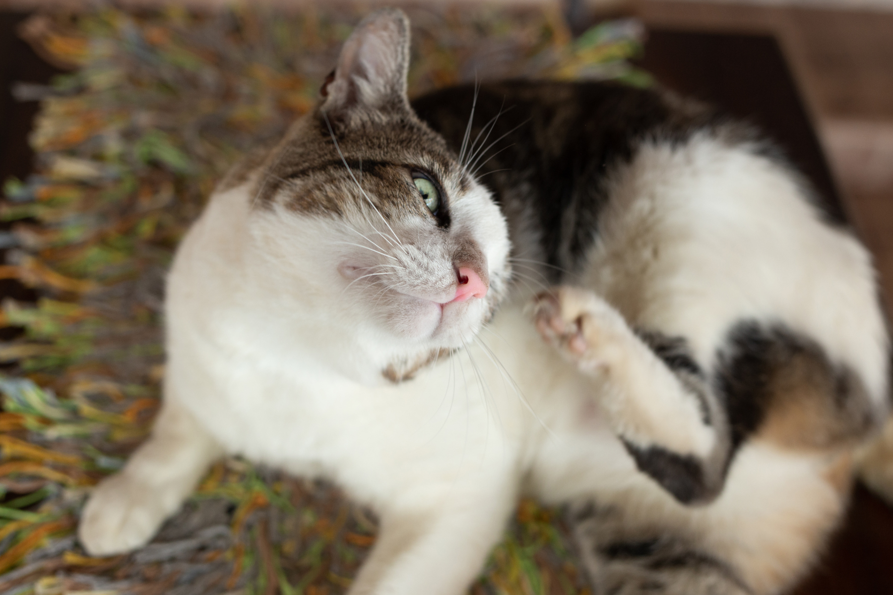 Getigerte Katze kratzt sich mit Hinterpfote am Ohr