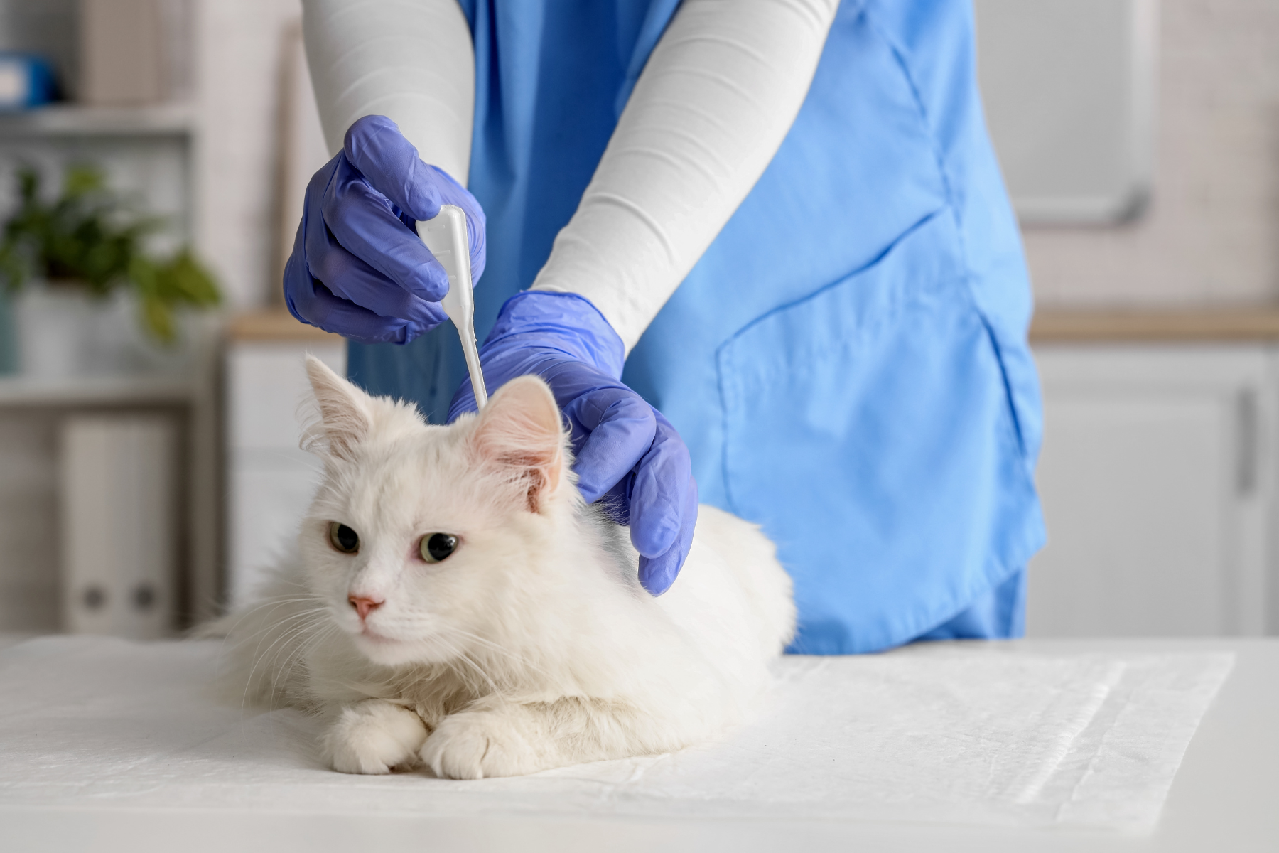 Weiße Katze wird mit Zeckenmittel per Spot-On behandelt