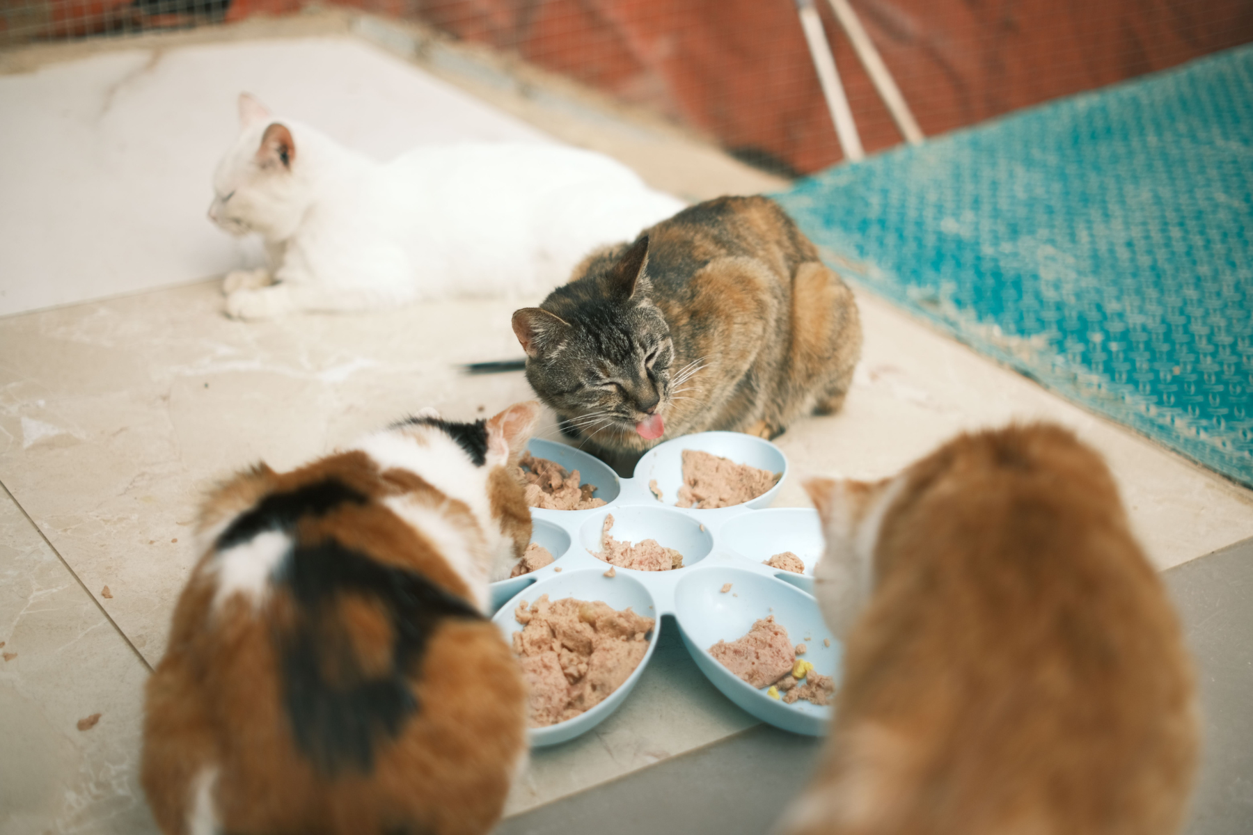 4 Katzen sitzen um Futternapf gefüllt mit Katzen-Nassfutter
