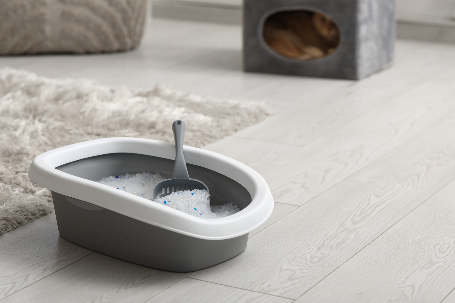 Graues Katzenklo gefüllt mit Katzenstreu steht auf Boden in einem Zimmer