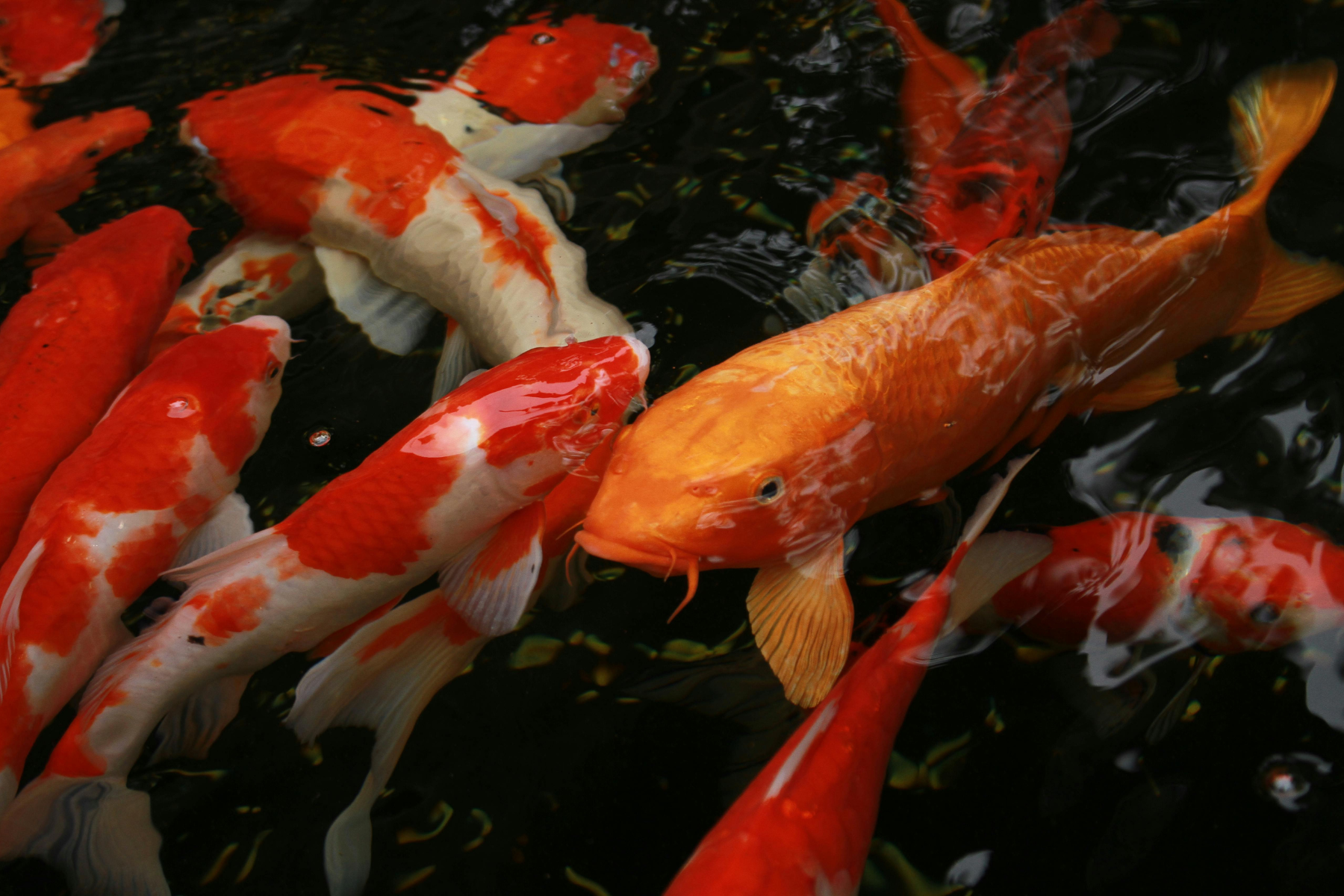 Mehrere Koi-Karpfen schwimmen in Teich