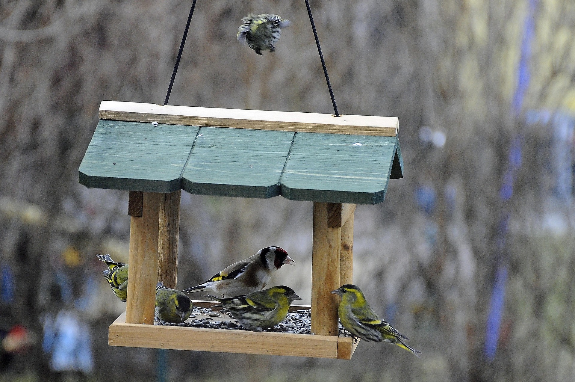 vögel im vogelhaus futtern
