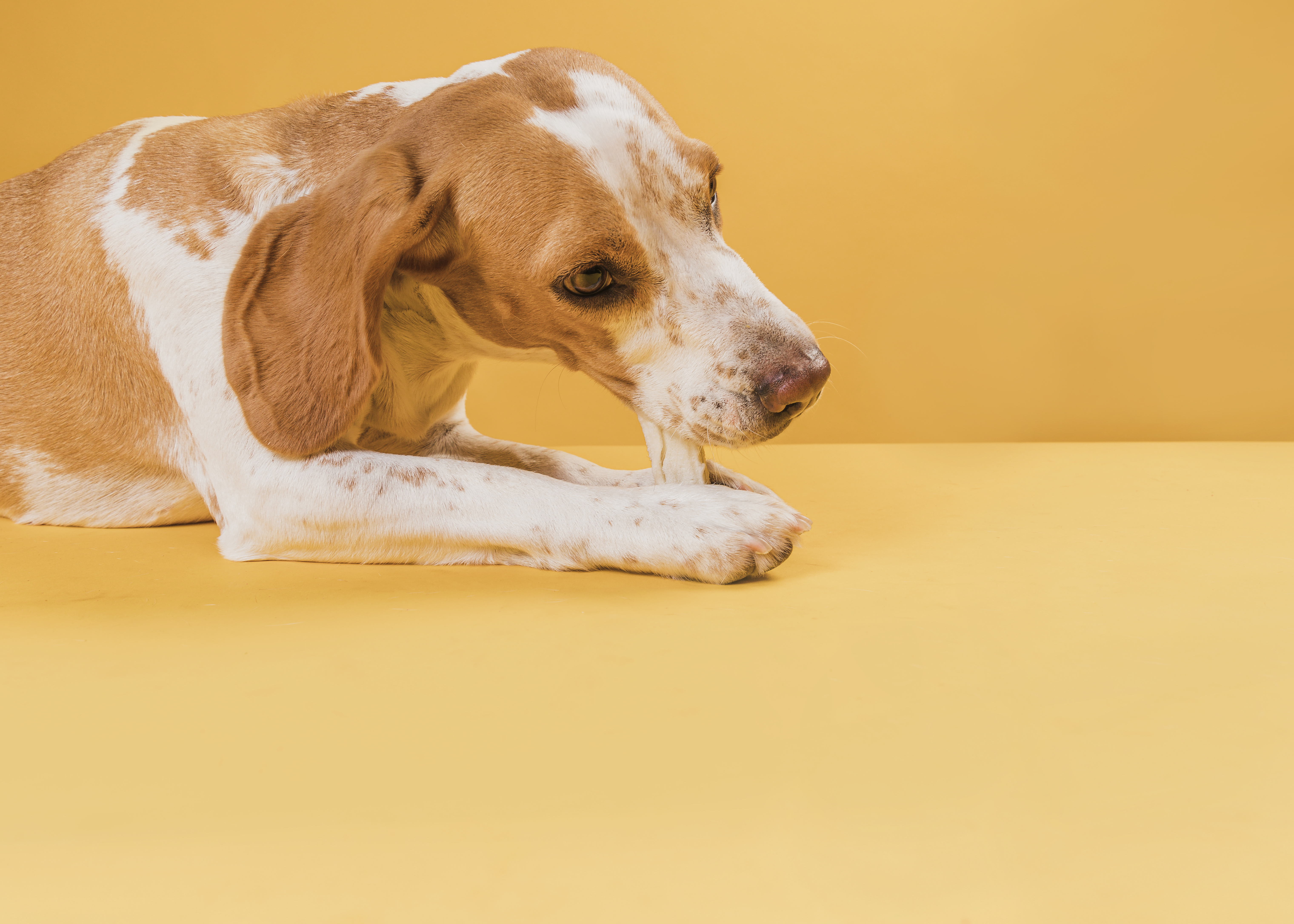 hund mit kauartikel