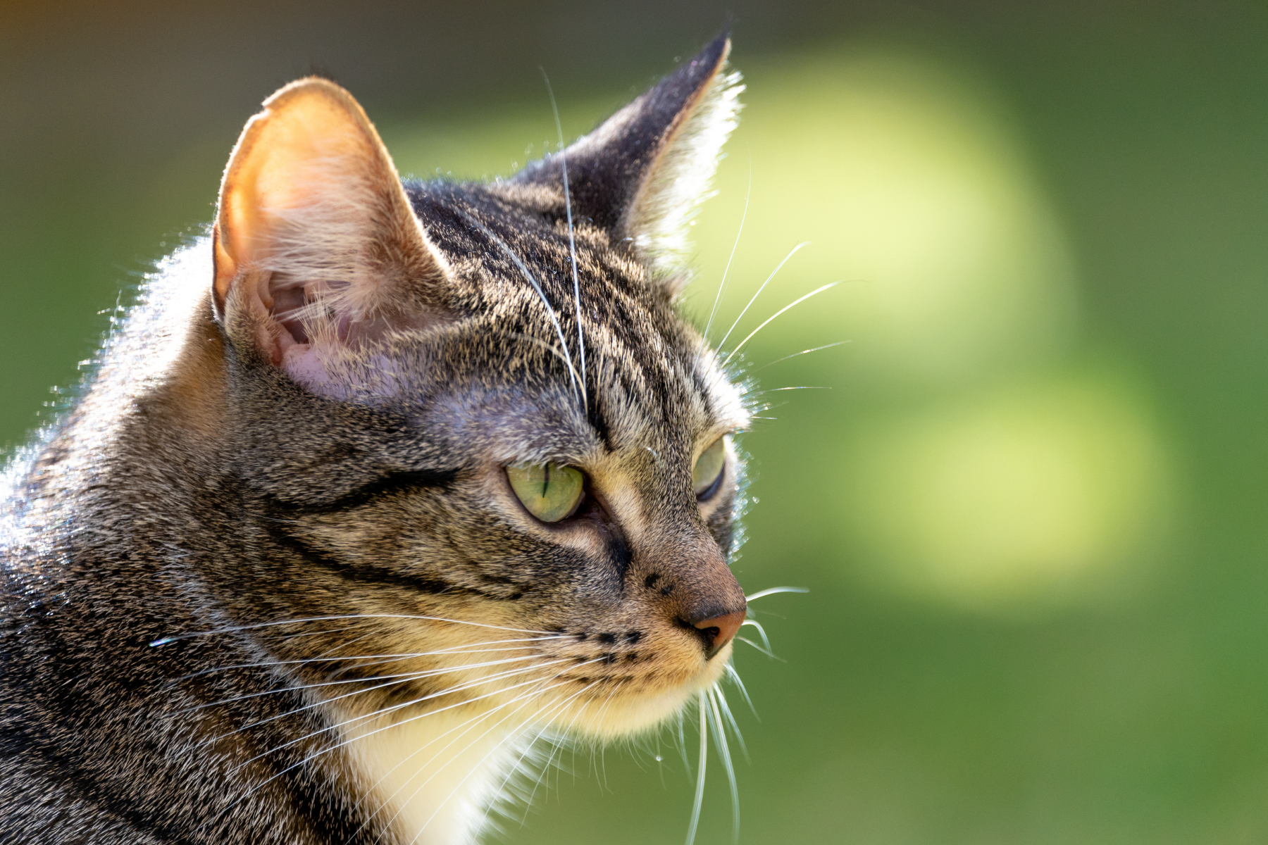 katze