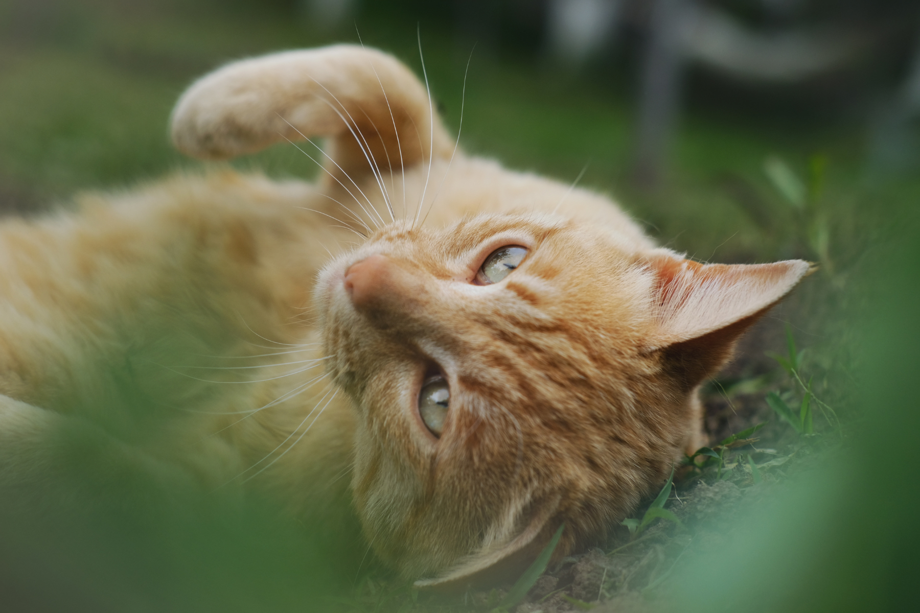 katze im gras