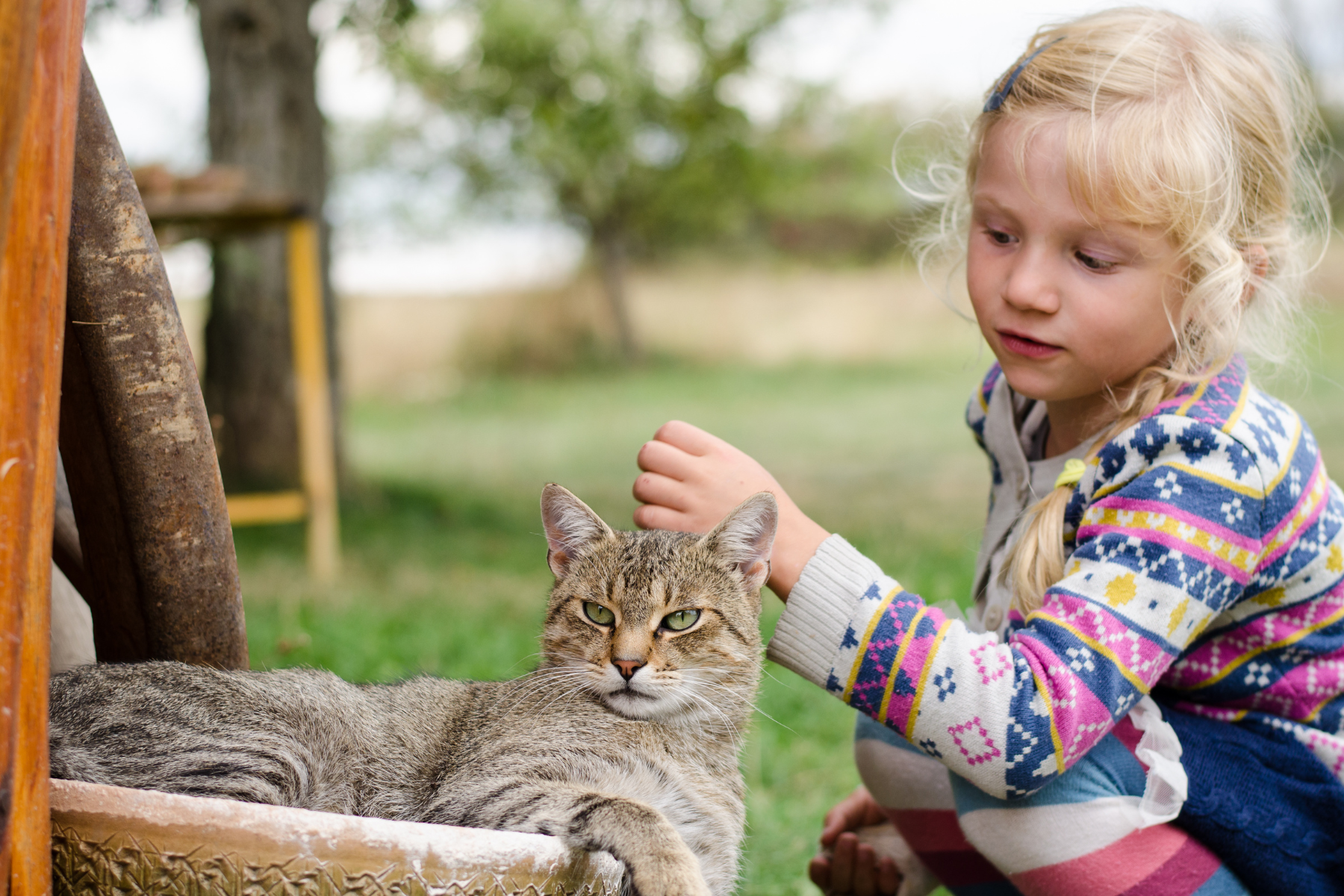 Mädchen streichelt getigerte Katzen über den Kopf