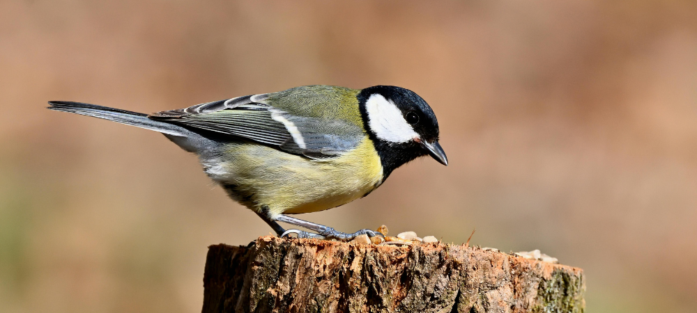 Meise sitzt auf einem Baumstamm und frisst Vogelfutter