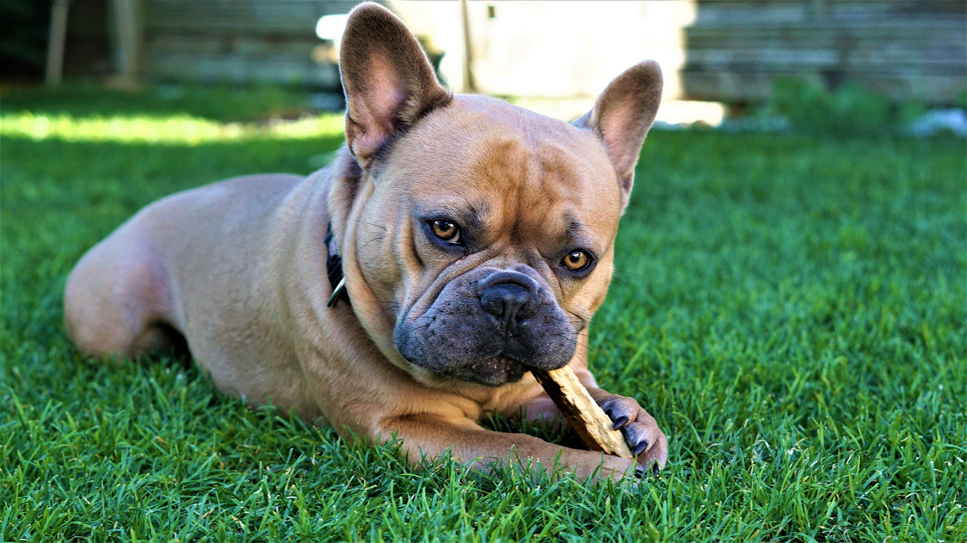 hund am kauen