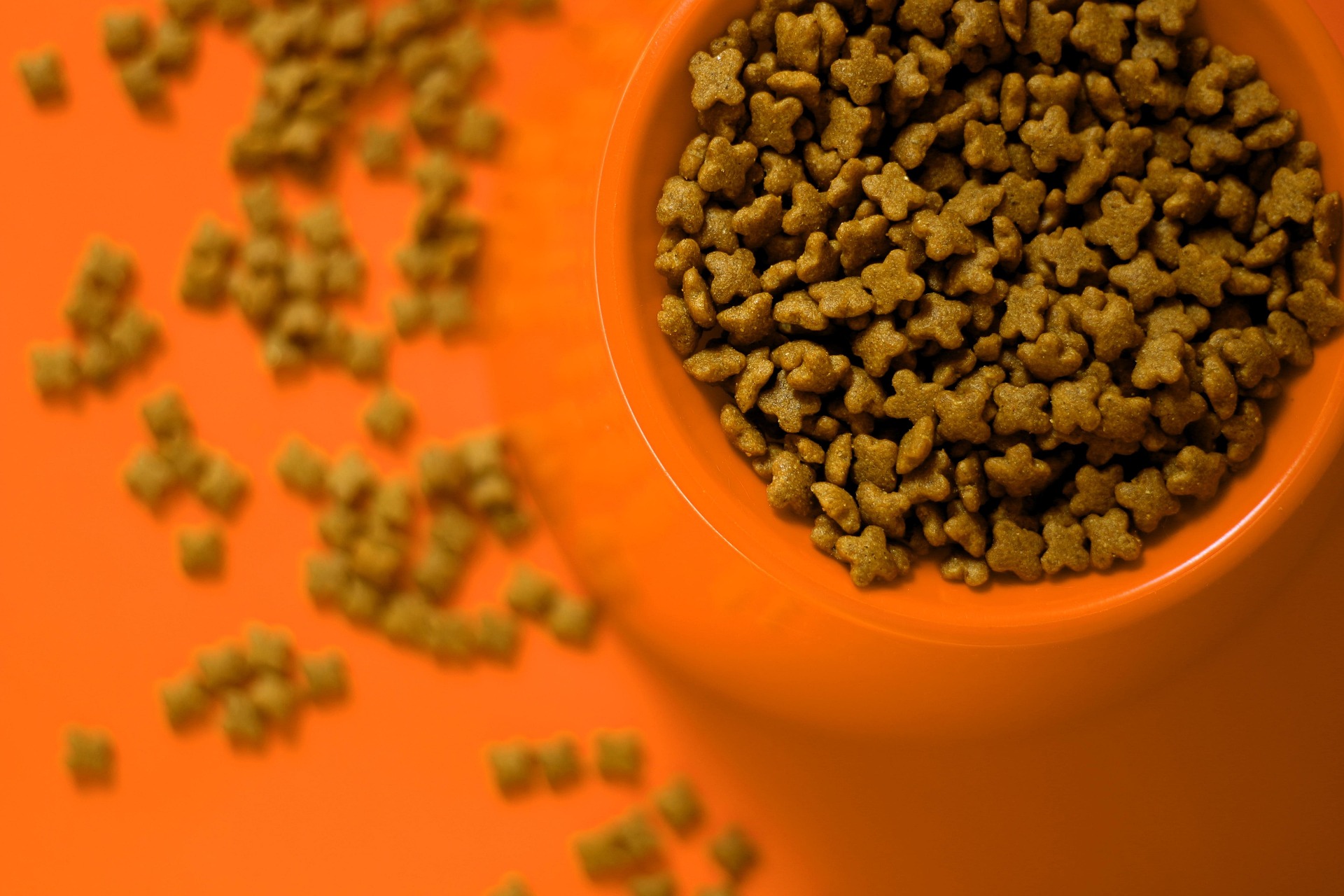 hundefutter in napf