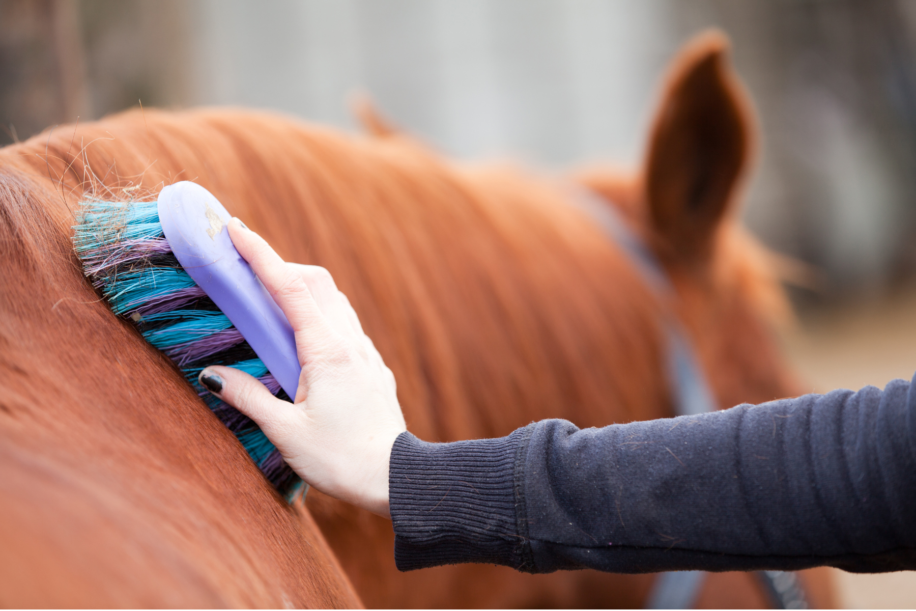 Hand mit Striegel putzt fuchsfarbenes Pferd