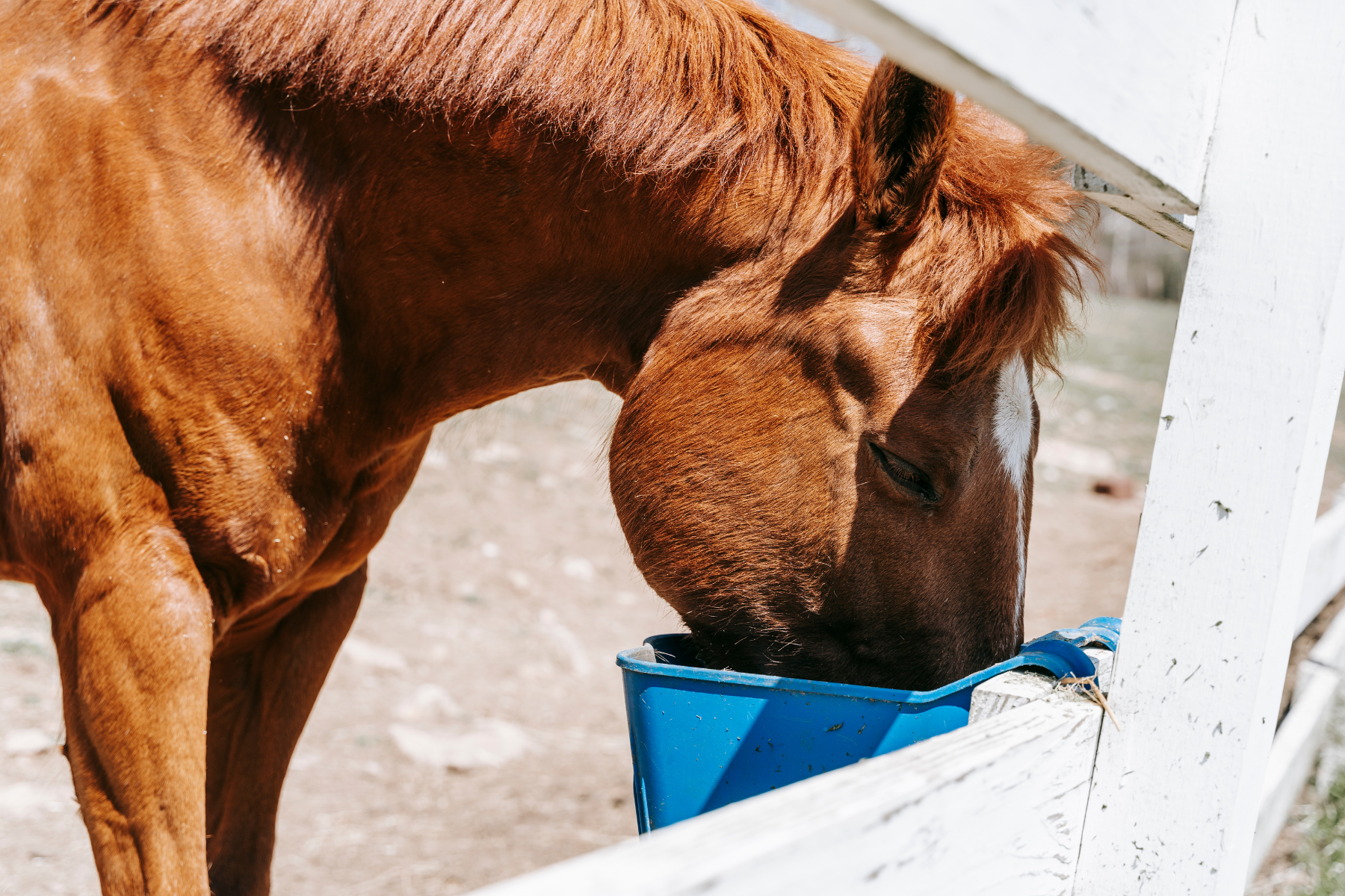 Pferd frisst Mineralfutter aus blauem Eimer.