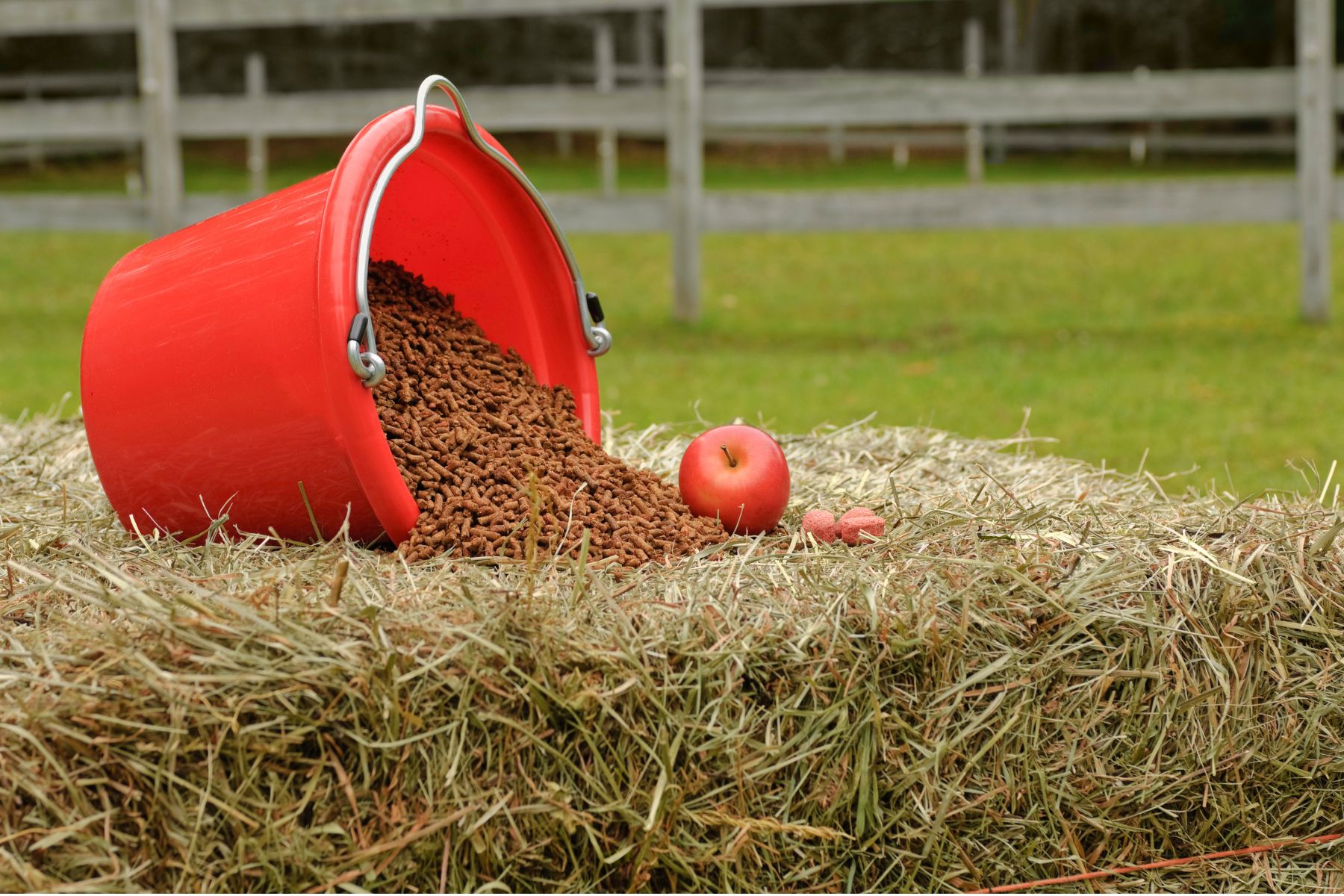 Eimer mit Pferdefutter und Äpfel liegen auf Heuballen auf Pferdekoppel
